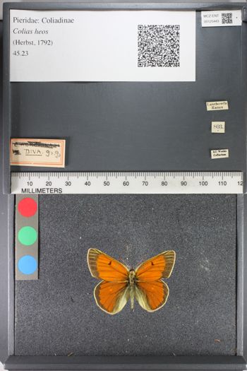 Media type: image;   Entomology 125443